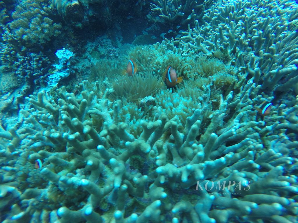 Beberapa ikan badut tampak di antara terumbu karang di titik selam Lekuan, Bunaken, Manado, Sulawesi Utara, Senin (14/2/2022).