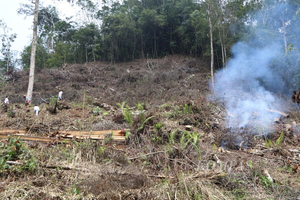 Petani menebang tanaman karetnya karena harga yang anjlok, di Kecamatan Batang Natal, Kabupaten Mandailing Natal, Sumatera Utara, Kamis (14/11/2019).