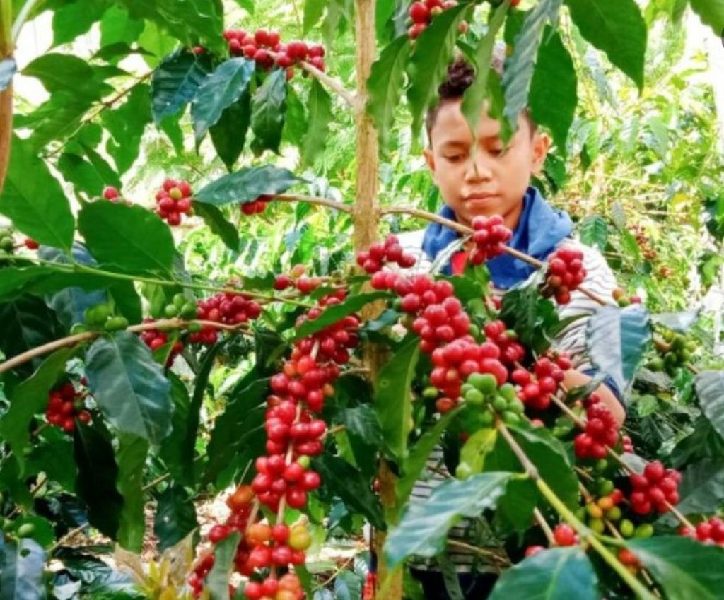 Anak laki-laki Marselina Walu, petani kopi, memetik kopi di lahan kopi seluas 1 hektar milik orangtuanya di Ngada, NTT, Juli 2020.