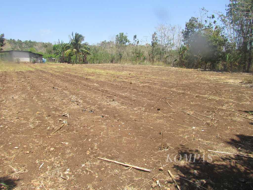 Lahan yang sudah disiapkan milik Greg Tongki seluas 2.000 meter persegi di Kelurahan Belo Kota Kupang, Selasa (19/9/2023). Ia berencana menanam padi gogo di atas lahan ini.