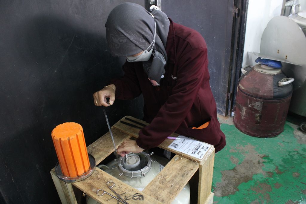 Petugas memeriksa kontainer untuk menyimpan dan mendistribusikan sperma hewan pejantan di Balai Inseminasi Buatan Lembang, Kabupaten Bandung Barat, Jawa Barat, Rabu (31/5/2023).
