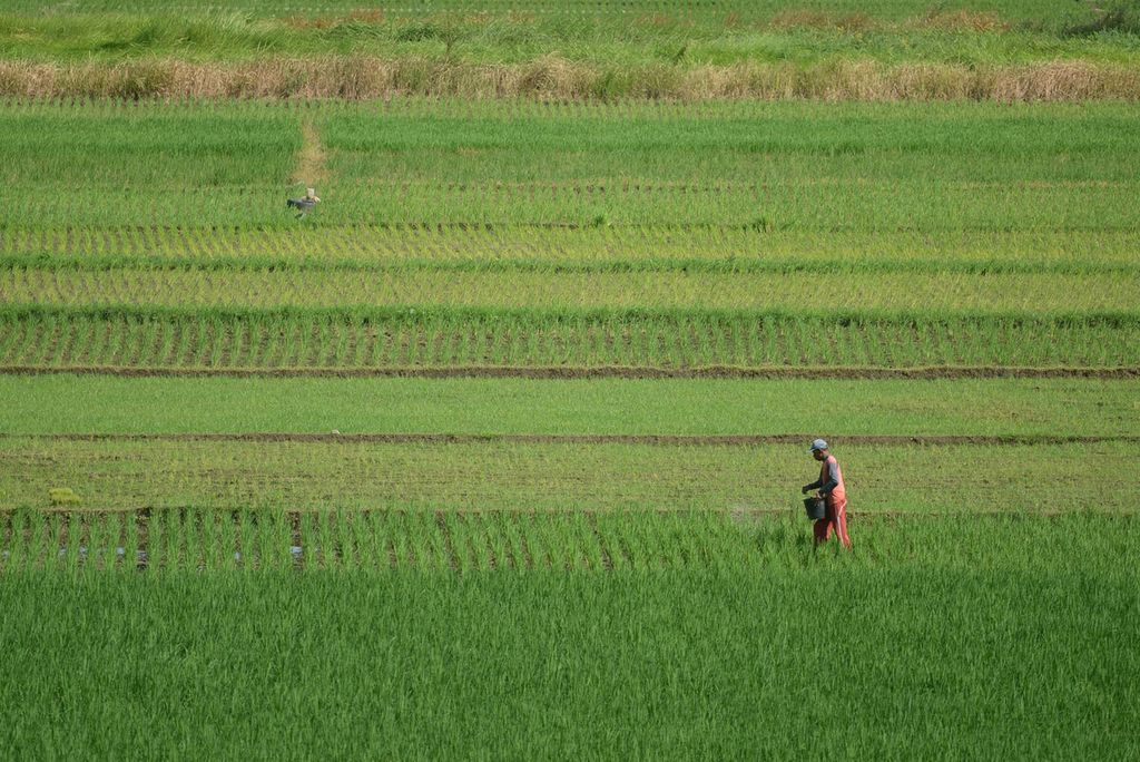 Petani menaburkan pupuk pada lahan sawah di Kecamatan Ngemplak, Boyolali, Jawa Tengah, Rabu (27/5/2020). Keberadaan lahan pertanian penting dipertahankan, antara lain, untuk menjaga ketahanan pangan dan sebagai area resapan guna memperkaya persediaan air tanah.