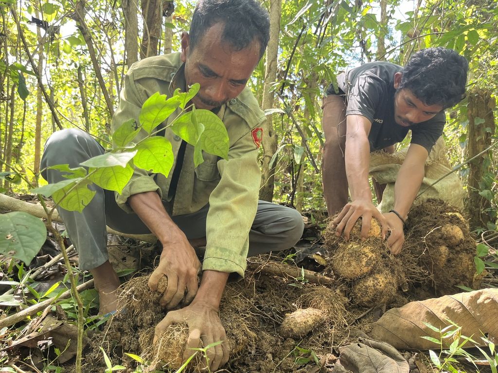 La Apiti (48) dan anaknya, Ambila (20), tengah memanen umbi hutan kolope, Jumat (25/10). Sekalipun beracun, orang-orang di Pulau Muna, Sulawesi Tenggara, ini bisa mengolahnya hingga jadi makanan pokok yang bergizi.