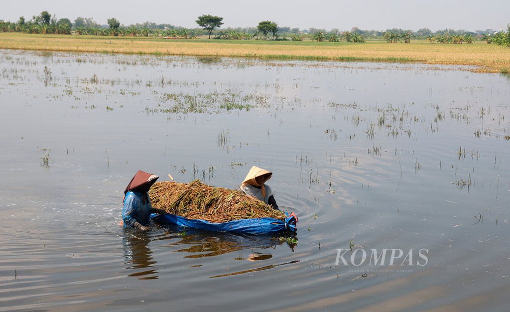 Petani yang harus menghadapi kerusakan lahan pertanian dan gagal panen karena banjir melanda di Kecamatan Wonosalam, Kabupaten Demak, Jawa Tengah, Jumat (22/3/2024).