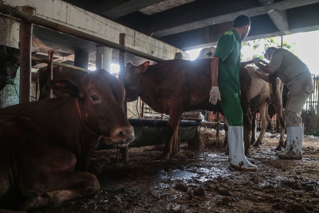 Petugas mengambil sampel darah sapi di tempat penampungan hewan kurban di kawasan Sungai Bambu, Jakarta Utara, Rabu (21/6/2023). 