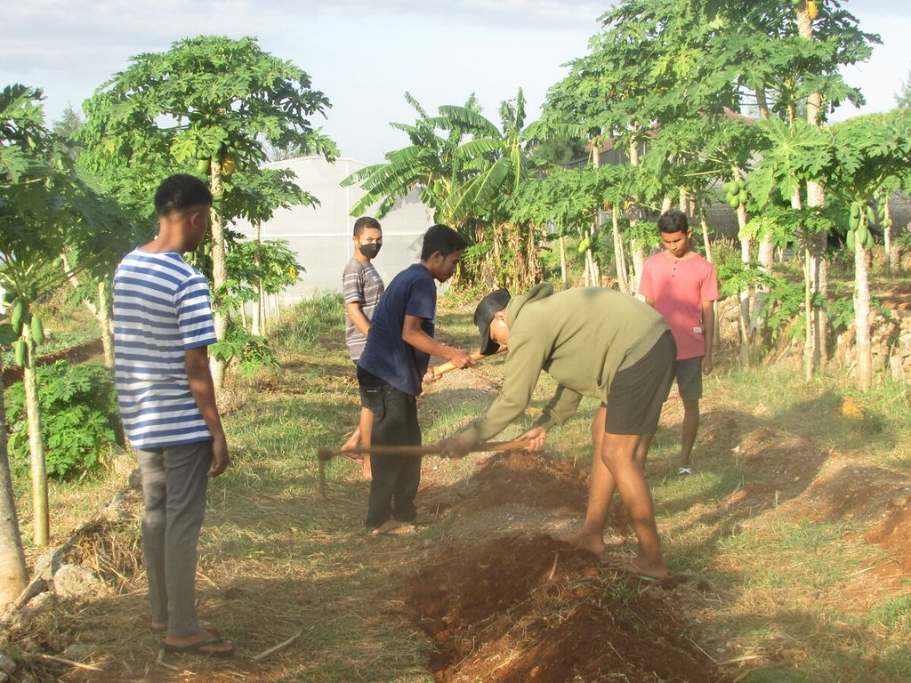 Mahasiswa mencangkul dan membalikkan tanah untuk bedeng baru. Cangkul terbatas sehingga mereka secara bergantian membalikkan tanah tersebut untuk ditanami terong dan melon, Selasa (14/6/2022).