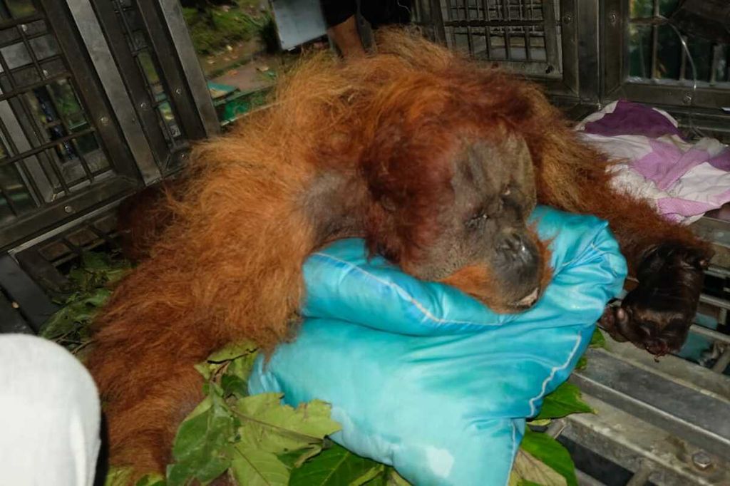 Petugas medis bersiap melakukan nekropsi terhadap orangutan yang mati di Stasiun Karantina dan Rehabilitasi Orangutan Batu Mbelin, Kabupaten Deli Serdang, Sumatera Utara, Minggu (22/1/2023).