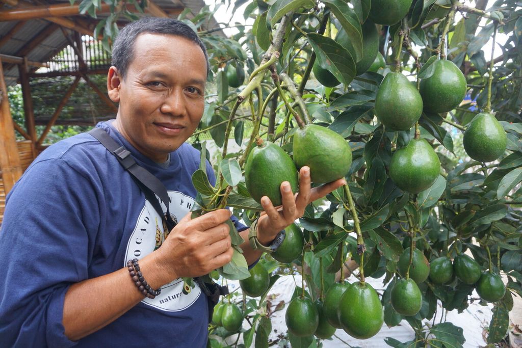 Giyanto menunjukkan buah alpukat di Desa Gandatapa, Sumbang, Banyumas, Jawa Tengah, Kamis (22/9/2022).