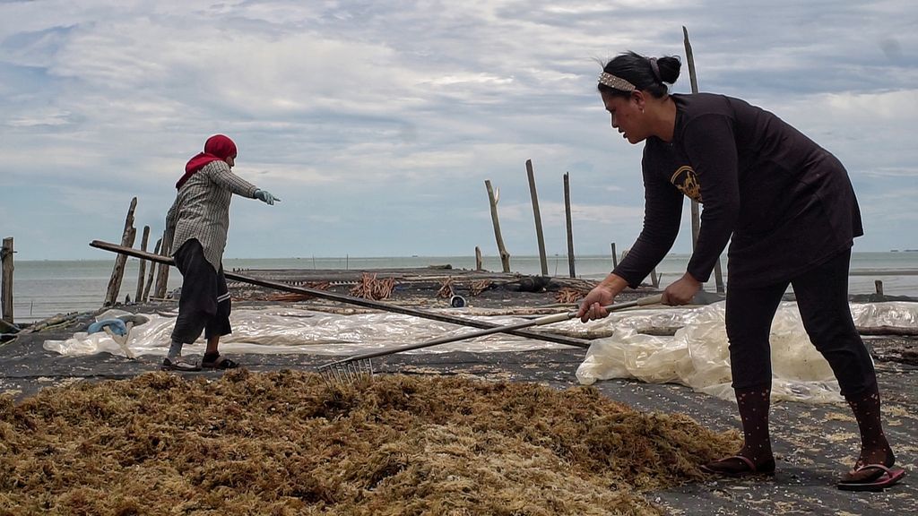 Two workers were in the seaweed drying and tying room on the beach of Amal City, Tarakan, North Kalimantan on Saturday (24/9/2022).