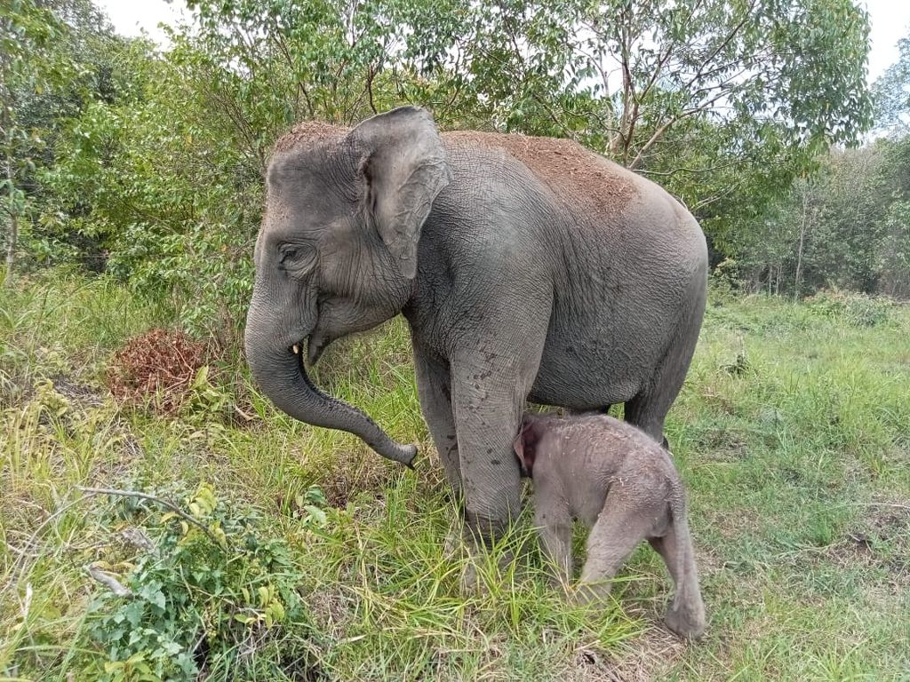 Bayi gajah sumatera betina yang baru lahir, Selasa (28/11/2023), dirawat induknya di Camp Elephant Response Unit Margahayu Wilayah III Kuala Penet, Taman Nasional Way Kambas, Lampung Timur, Lampung.