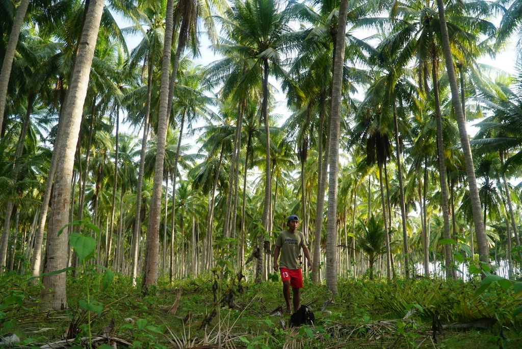 Petani berjalan di tengah kebun kelapa di Desa Bontolempangan, Kecamatan Buki, Kepulauan Selayar, Sulawesi Selatan, Kamis (30/11/2023). 