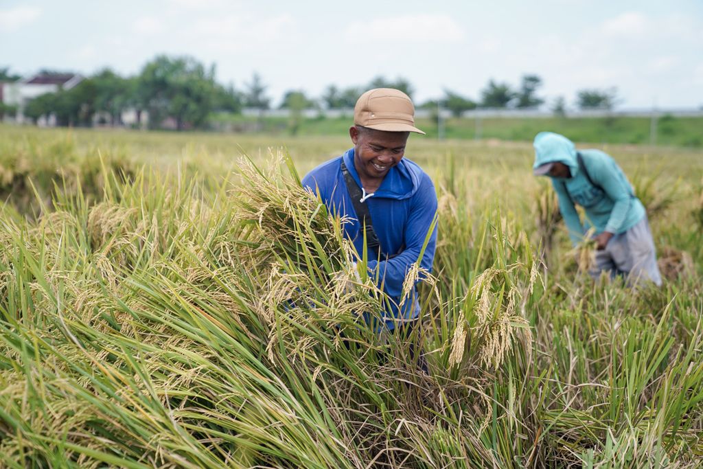 Petani memanen padi di Kecamatan Masaran, Sragen, Jawa Tengah, Jumat (29/3/2024).