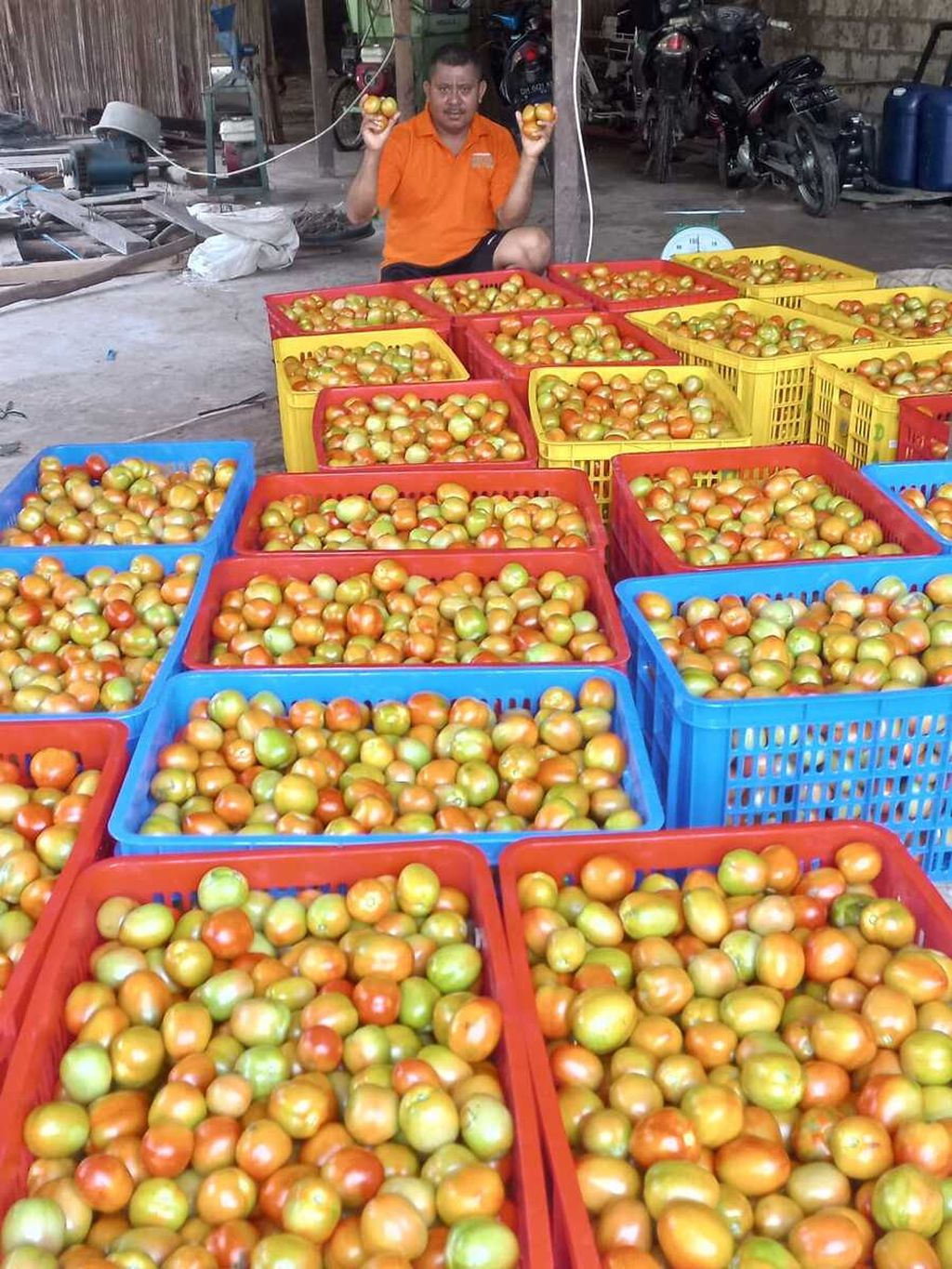 Hasil panen tomat milik Daniel Aluman di Kelurahan Fatukoa, Kupang, Minggu (2/1/2022). 