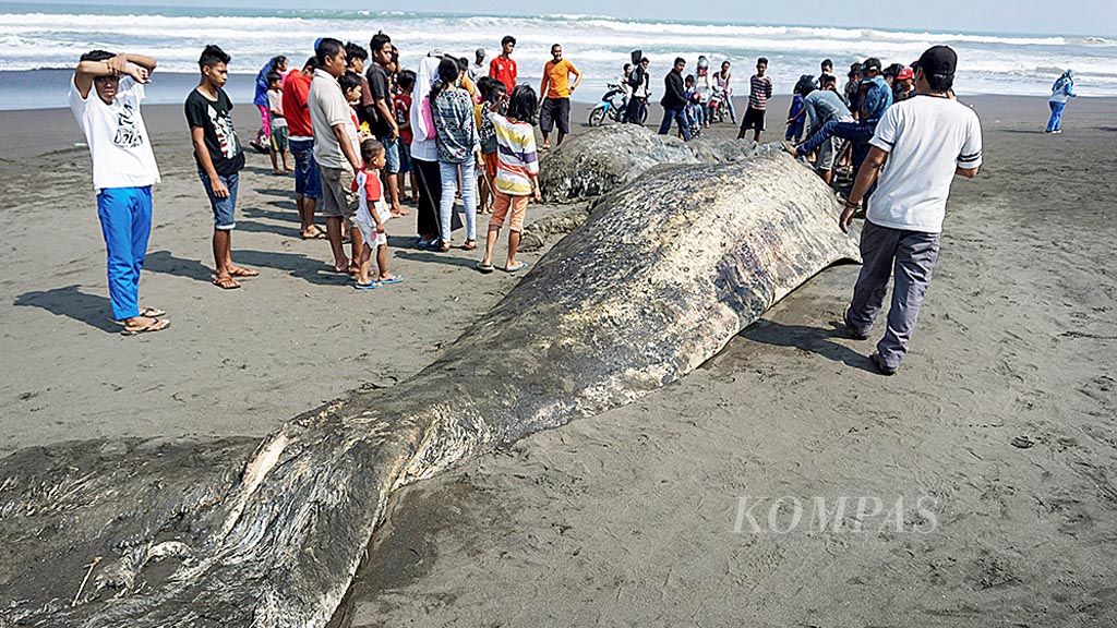 Bangkai paus  dengan panjang sekitar 20 meter terdapat di Pantai Bunton, Kecamatan Adipala, Kabupaten Cilacap, Jawa Tengah, Rabu (7/6). Paus  itu terdampar sejak Selasa pagi dan diduga telah mati lebih dari sepekan.