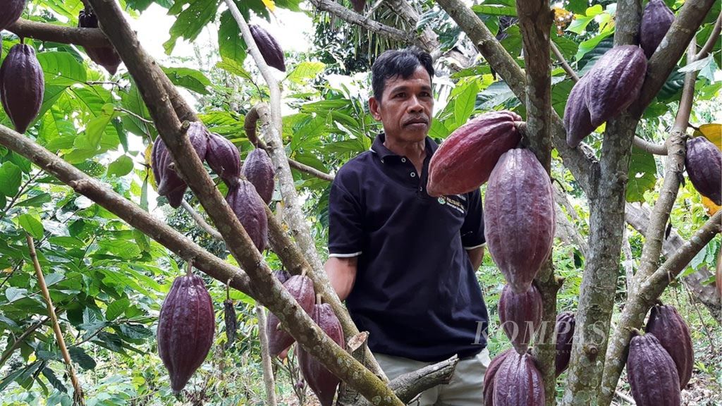 Annas melihat buah kakao di kebunnya di Kuajang, Binuang, Polman, Sumbar, pertengahan Agustus lalu. Walau sedang musim kering, tanaman kakaonya tetap berbuah.