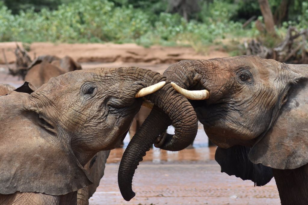 Dua gajah remaja saling menyapa di Cagar Alam Nasional Samburu di Kenya. Foto: George Wittemyer/Colorado State University (CSU).