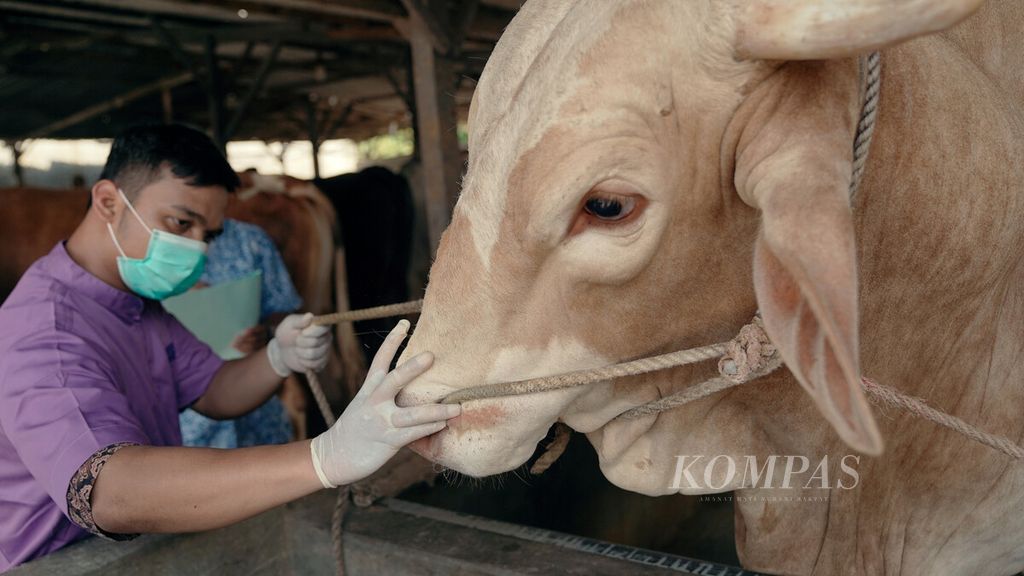 Pemeriksa kesehatan hewan dari Suku Dinas Ketahanan Pangan, Kelautan dan Pertanian (KPKP) memeriksa sapi di peternakan milik Pak Jaelani atau Pak Eeng di Jalan Pulokambing II, Kawasan Industri Pulogadung, Cakung, Jakarta Timur, Kamis (12/5/2022). 