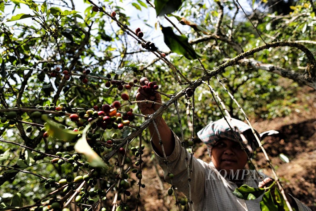 Maria Hutajulu memanen buah kopi arabika yang telah merah di kebunnya di Desa Siruar, Kabupaten Toba, Sumatera Utara, Senin (8/8/2022). 