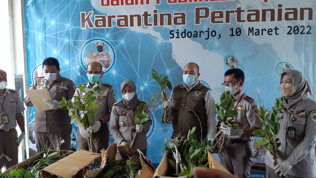 Petugas Karantina Pertanian Surabaya menyita ratusan tanaman anggrek asal Papua yang diperdagangkan secara ilegal, Kamis (10/3/2022).
