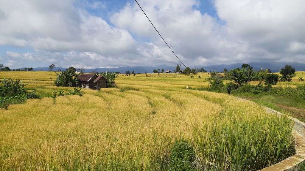 Hamparan sawah yang telah menguning di Dusun IV, Desa Cahaya Alam, Kabupaten Muara Enim, Sumatera Selatan, Selasa (19/7/2022). Selain menanam kopi dan sayur-mayur, warga Dusun IV juga menanam padi untuk kebutuhan hidup mereka sehari-hari.