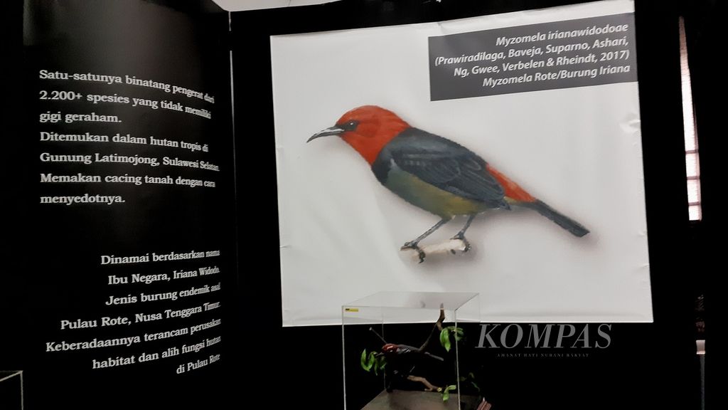 Spesies burung dipamerkan di salah satu ruang pameran di Museum Zoologi, Kebun Raya Bogor, Bogor, Jaw Barat, Agustus 2022. Spesies yang dinamai berdasarkan nama Ibu Negara Iriana Widodo ini merupakan jenis burung endemik asal Pulau Rote, Nusa Tenggara Timur.