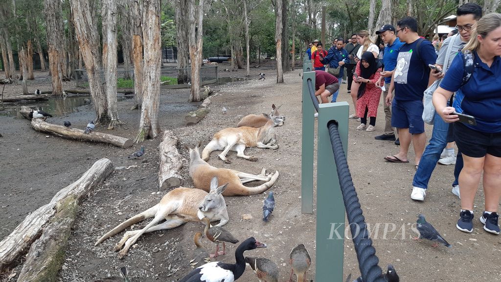 Para kanguru merah jantan sedang bersantai dan mengacuhkan pengunjung Suaka Margasatwa Currumbin, Gold Coast, Australia, Sabtu (25/11/2023).