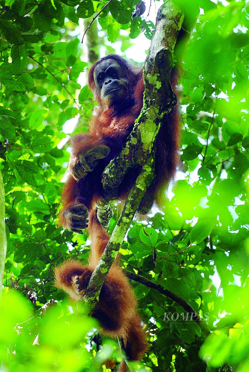 Dua orangutan, Mina (36), dan anaknya, Chaterine (3), sehabis menyantap dua sisir pisang di taman Nasional Gunung Leuser, Bukit Lawang, Kabupaten Langkat, SUmatera Utara, Minggu (8/5).