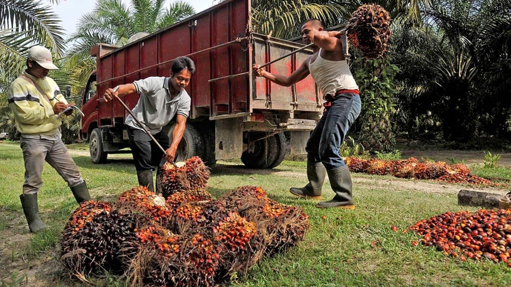 Pekerja menaikkan tandan buah segar sawit ke truk di perkebunan kelapa sawit milik PT Bakrie Sumatera Plantation Tbk di Tanah Raja Estate, Kisaran, Kabupaten Asahan, Sumatera Utara,