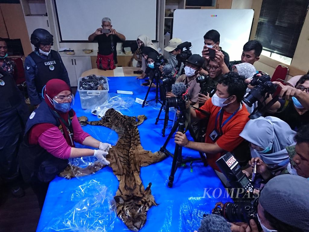 Ahli satwa lindung drh Taing Lubis memperlihatkan kulit dan tulang belulang harimau sumatera barang bukti dalam kasus perdangangan satwa lindung yang melibatkan eks Bupati Bener Meriah, Ahmadi, Jumat (3/6/2022). Selain Ahmadi, dua orang lainnya ditetapkan sebagai tersangka.