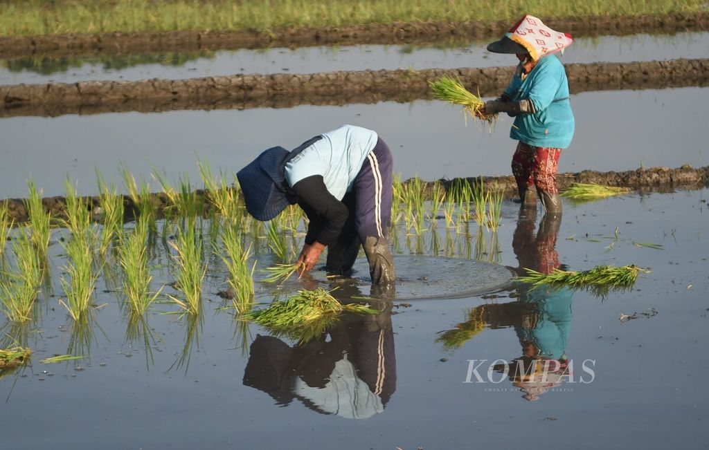 Petani menanam padi di Kecamatan Buduran, Kabupaten Sidoarjo, Jawa Timur, Rabu (14/9/2022). 