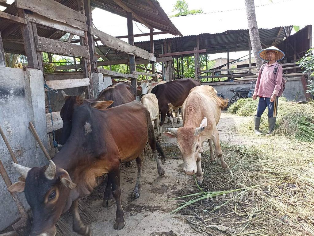 Peternak bersiap menggembalakan sapi di Desa Sampali, Kecamatan Percut Sei Tuan, Kabupaten Deli Serdang, Sumatera Utara, Kamis (26/5/2022). Minimnya sosialisasi membuat peternak masih menggembalakan ternak di tengah meluasnya penyakit mulut dan kuku di Sumut. 