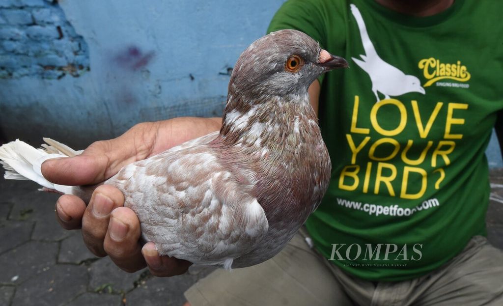 Burung merpati yang dijual di salah satu pasar burung di Kota Surabaya, Jawa Timur, Rabu (3/3/2021). Tingginya permintaan burung berkicau membuat bisnis jual beli burung tangkapan alam meningkat. 