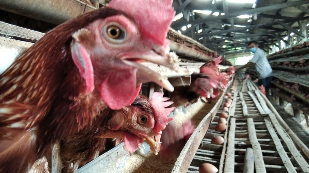 Seorang peternak ayam di Desa Pohgajih, Kecamatan Selorejo, Kabupaten Blitar, Jawa Timur, tengah memberi makan ayam, September 2020.