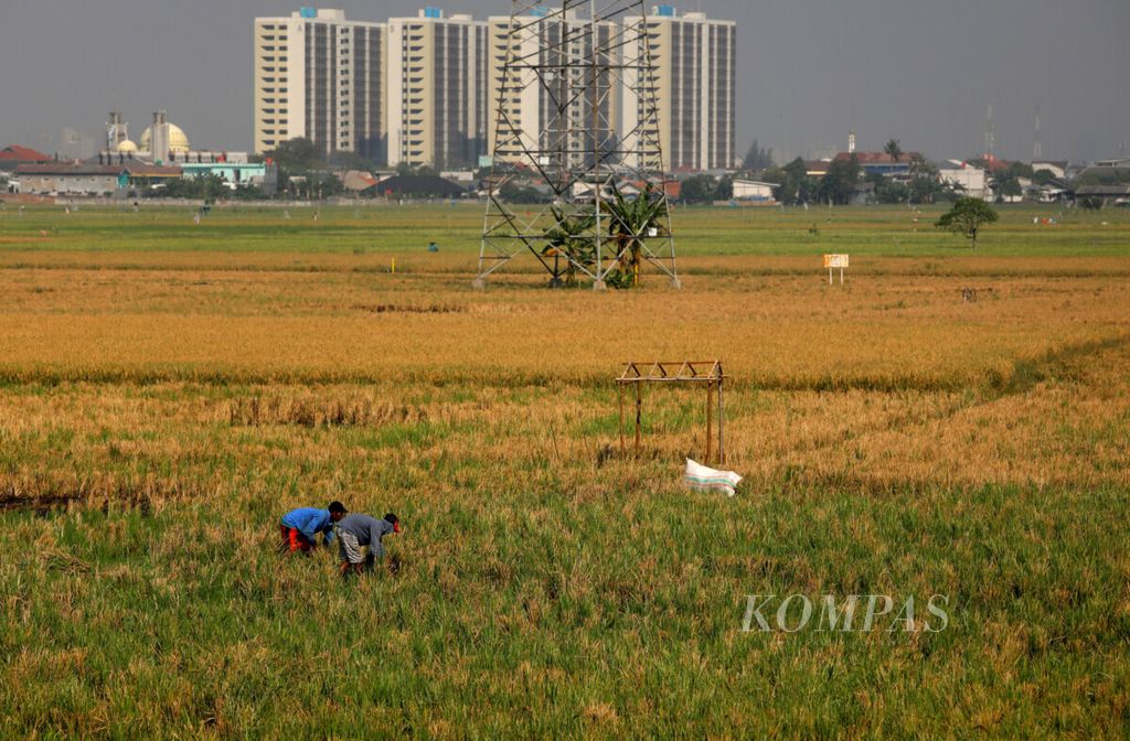 Petani penggarap lahan memanen padi di areal persawahan di kawasan Rorotan, Jakarta Utara, Senin (15/7/2019). 