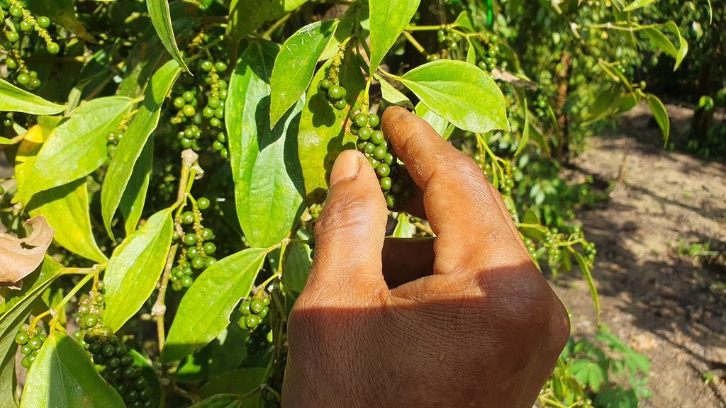 Lada yang ditanam Kelompok Tani Bina Lestari II di Desa Lintang, Kecamatan Gantung, Kabupaten Belitung Timur, Bangka Belitung, pada Selasa (11/6/2024).