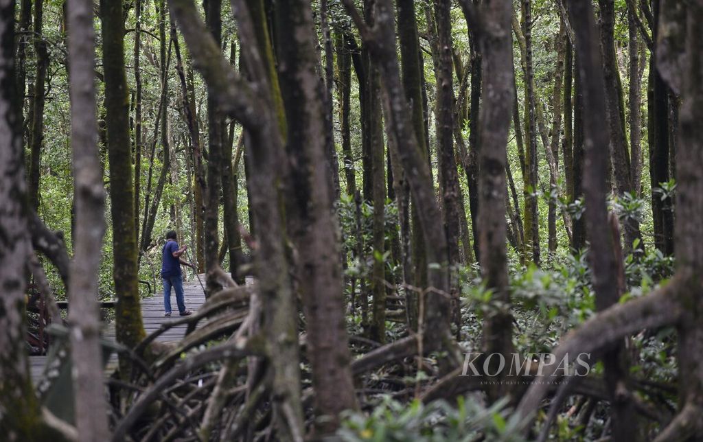 Suasana asri dengan pepohonan yang rimbun di Kawasan Konservasi Mangrove dan Bekantan Tarakan, Kalimantan Utara, Senin (18/7/2022). Kawasan dengan luas 22 hektar ini diresmikan sejak Juni 2003 yang berfungsi sebagai paru-paru kota dan benteng hijau yang melindungi dari abrasi. Selain mangrove, kawasan ini juga dihuni oleh bekantan (<i>Nasalis larvatus</i>). Hutan mangrove memiliki peran penting dalam mereduksi emisi karbon di atmosfer. 