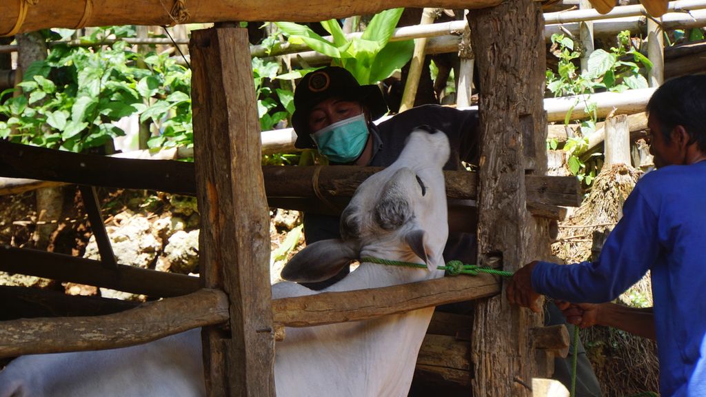 Petugas menyuntikkan antibiotik kepada sapi yang berada di Desa Pucanganom, Kecamatan Rongkop, Kabupaten Gunung Kidul, Daerah Istimewa Yogyakarta, Sabtu (18/1/2020). Hal itu merupakan langkah antisipasi dari paparan bakteri antraks yang muncul di kabupaten tersebut. 