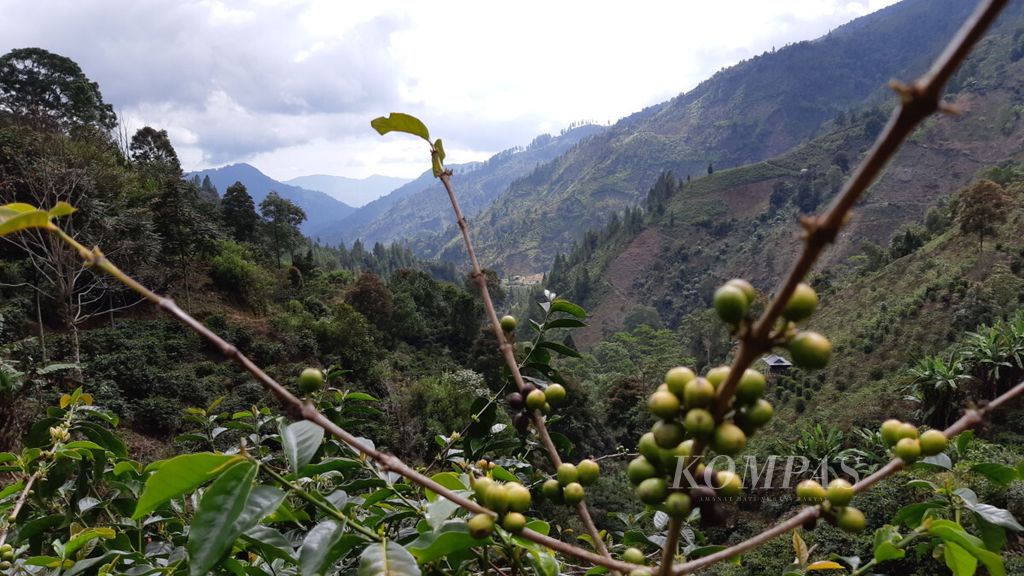 Tanaman kopi di lereng Gunung Latimojong. Kopi adalah salah satu komoditas unggulan di Enrekang.