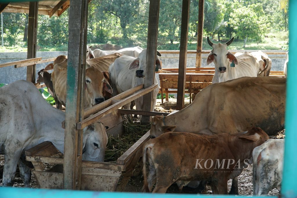 Sapi-sapi di kandang UPT Pembibitan Ternak Dinas Pertanian Kota Padang menunggu disuntik vaksin penyakit mulut dan kuku (PMK) di Kelurahan Air Pacah, Kecamatan Koto Tangah, Padang, Sumatera Barat, Rabu (29/6/2022). Ada 100 ekor sapi <i>brahman cross</i> disuntik vaksin PMK tahap pertama oleh petugas Distan Padang untuk mencegah penularan wabah tersebut.