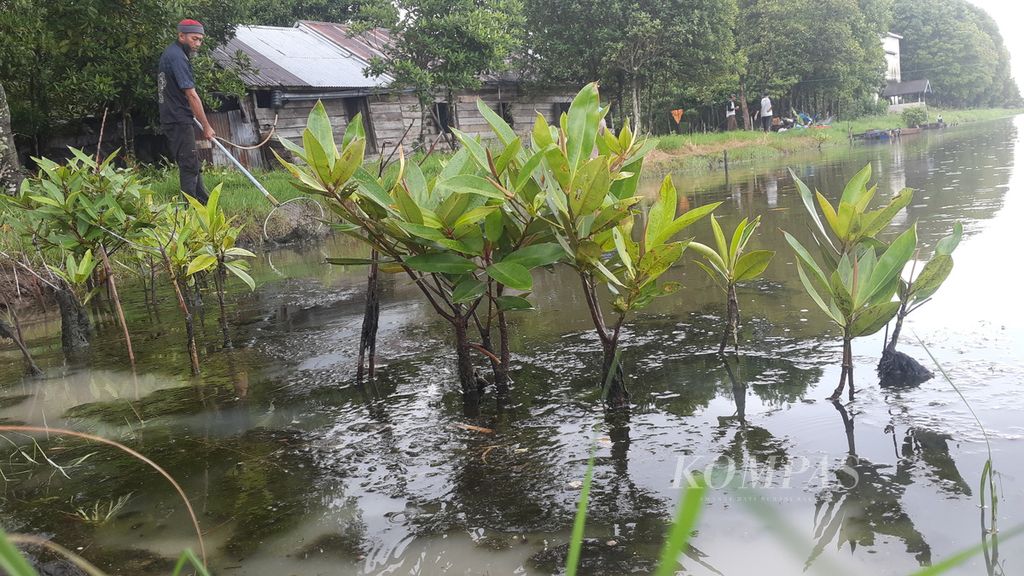 Tambak tradisional yang ada di Kecamatan Tulung Selapan, Kabupaten Ogan Komering Ilir, Sumatera Selatan, Rabu (16/11/2022). Tambak udang windu dan bandeng ini dibuka dengan cara membabat hutan mangrove. Pengelolaan tambang berkonsep ramah lingkungan mulai dicanangkan untuk mengembalikan fungsi hutan bakau di sana.
