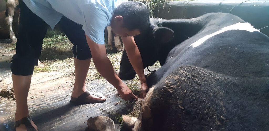 Pujo Santoso (44) memeriksa kaki sapinya yang sakit dengan gejala PMK di Ampel, Boyolali, Jawa Tengah, Rabu (24/6/2022). Boyolali merupakan salah satu daerah yang paling awal melaporkan adanya kasus PMK di Jawa Tengah.