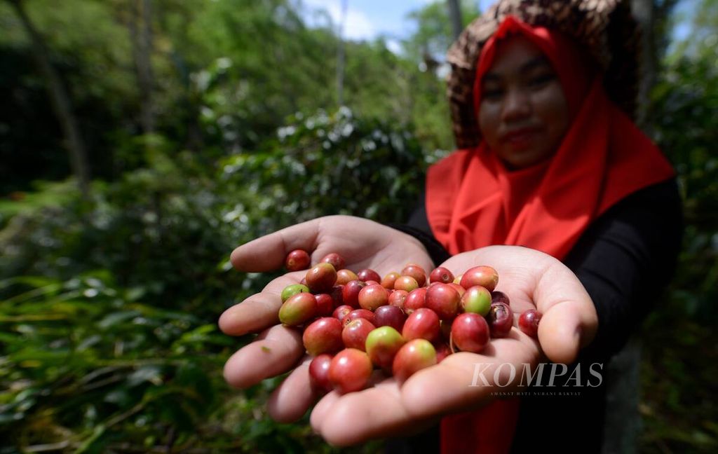 Kaum perempuan dengan pakaian khas masyarakat Gayo turut memetik buah kopi pada Festival Panen Kopi Gayo 2023 di Desa Paya Tumpi Baru, Kecamatan Kebayakan, Kabupaten Aceh Tengah, Aceh, Sabtu (25/11/2023). Festival yang digelar untuk keenam kalinya ini menjadi sarana memuliakan kopi melalui kebudayaan.