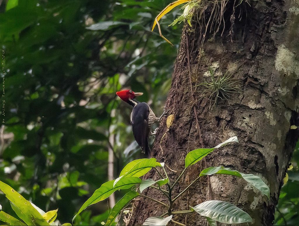  Burung pelatuk paruh gading atau lebih dikenal dengan woodpecker (Campephilus principalis).