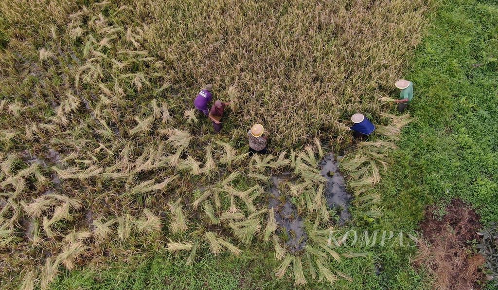 Petani memanen padi di Desa Buton, Pulau Obi, Halmahera Selatan, Maluku Utara, 26 November 2023. Panen tersebut merupakan bagian dari program pengembangan dan pemberdayaan masyarakat dalam mengupayakan ketahanan pangan di Pulau Obi. 