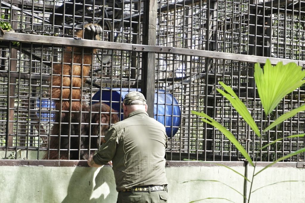 ILUSTRASI. Bento, orangutan jantan yang diselamatkan dari orang yang memeliharanya secara ilegal di Manado 2005, bercengkerama dengan pengasuhnya di Pusat Suaka Orangutan Arsari di Kelurahan Maridan, Kecamatan Sepaku, Penajam Paser Utara, Kalimantan Timur, Senin (2/12/2019).