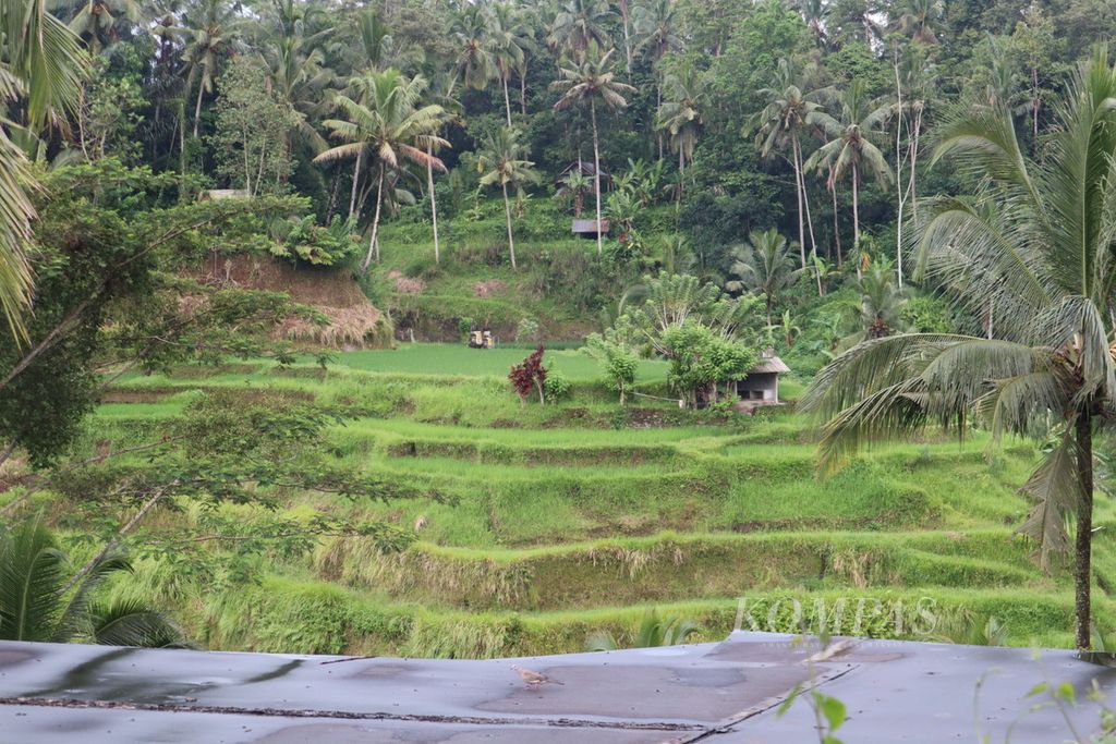 Pemandangan sawah terasering di Kecamatan Tegallalang, Kabupaten Gianyar, Bali, Senin (21/3/2022). Sawah di dekat kawasan wisata Ubud ini menjadi spot wisata favorit turis dan legendaris di Bali.