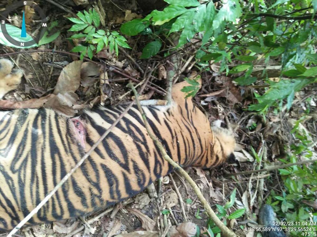 Satu ekor harimau sumatera (<i>Panthera tigris sumatrae</i>) ditemukan mati di kebun warga di Desa Peunaron Lama, Kecamatan Peunaron, Kabupaten Aceh Timur, Provinsi Aceh, pada Rabu (22/2/2023). Penyebab kematian masih didalami. Namun, kasus ini menambah daftar panjang kematian satwa lindung itu.