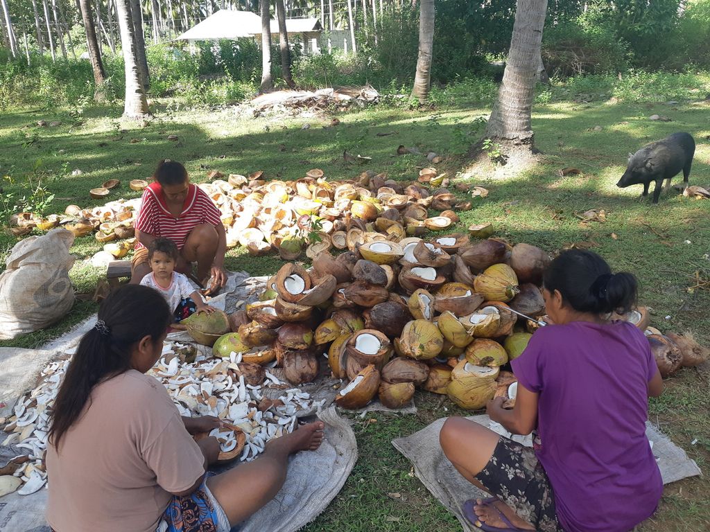 Warga mengolah daging kelapa menjadi kopra di Desa Ilwaki, Pulau Wetar, Kabupaten Maluku Barat Daya, Maluku, Senin (8/8/2022). Harga komoditas itu terus turun hingga Rp 7.000 per kilogram.