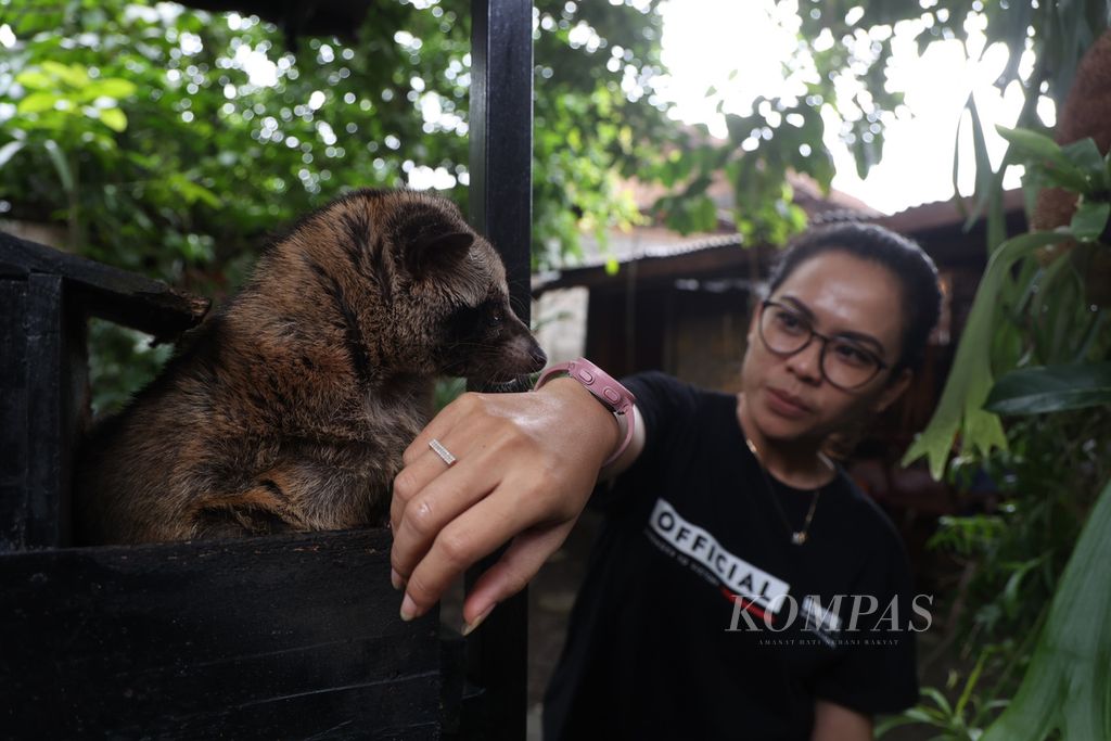  Luwak atau musang pandan yang dipelihara di tempat usaha Pawon Luwak Coffee, Desa Wanurejo, Borobudur, Magelang, Jawa Tengah, Sabtu (28/1/2023). Tempat usaha itu mengandalkan biji kopi yang telah dicerna luwak dari kaki Gunung Sumbing sebagai daya tarik utama sajian minuman mereka.