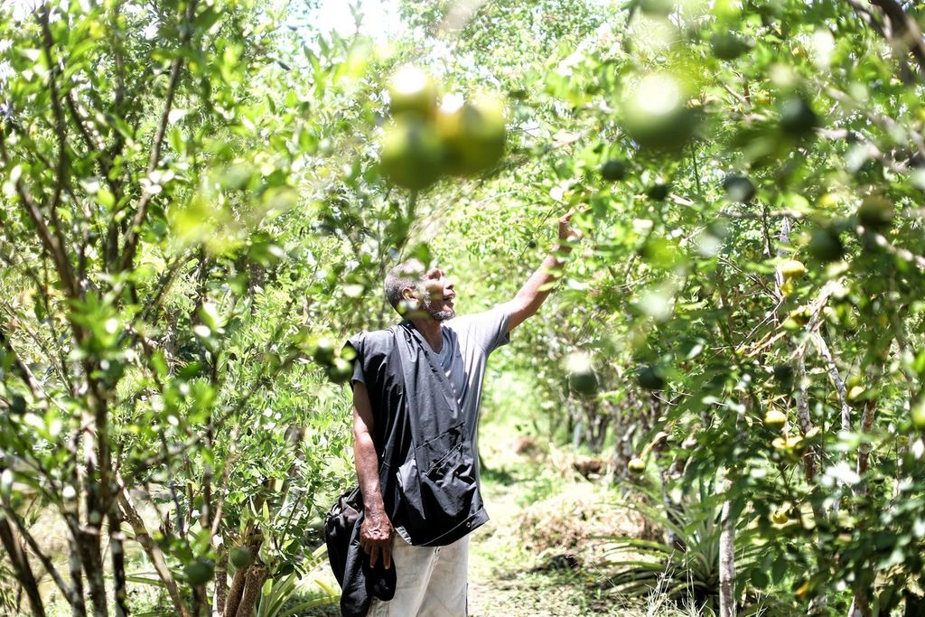 Romanus Meak melihat tanaman buah yang ditanamnya di pekarangan SD YPPK Yufri, Distrik Jeorat, Kabupaten Asmat, Papua.